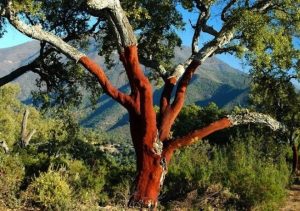 enolike corks tree