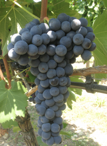Ciliegiolo vitigno Grappolo