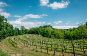 Azienda Agricola Blazic le sue Vigne