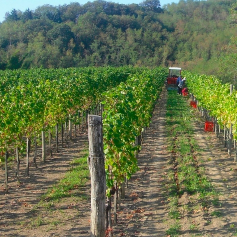 Azienda Agricola Blazic in vigna