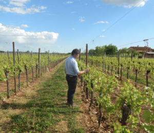 Di Gaspero La cantina