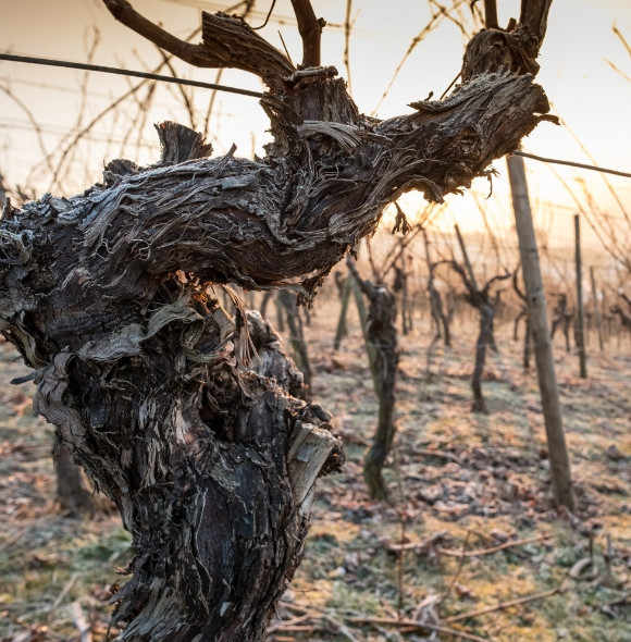 Enolike - Domaine Zind-Humbrecht