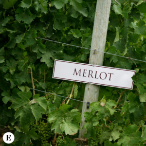 Enolike - Uva Merlot: Un Tesoro della Vigna