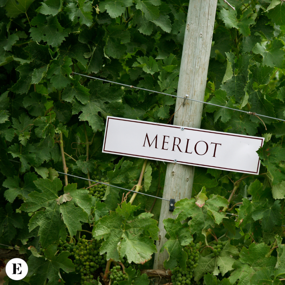 Enolike - Uva Merlot: Un Tesoro della Vigna