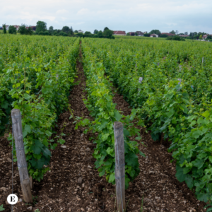 enolike - I Cru: Un Viaggio nel Mondo del Vino