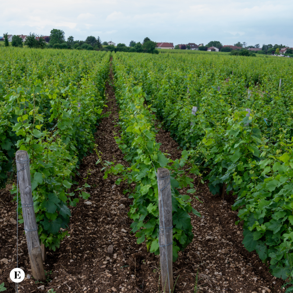 enolike - I Cru: Un Viaggio nel Mondo del Vino
