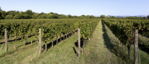 Enolike - La Cantina Borgo San Daniele