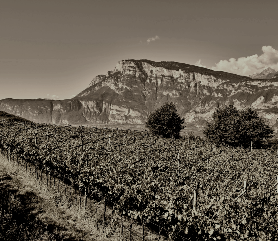 Enolike - cesarini sforza - trentodoc