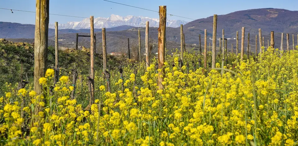 Enolike - Venica & Venica - Friuli Venezia Giulia