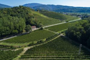 Enolike - Vigna Traverso - Friuli Venezia Giulia