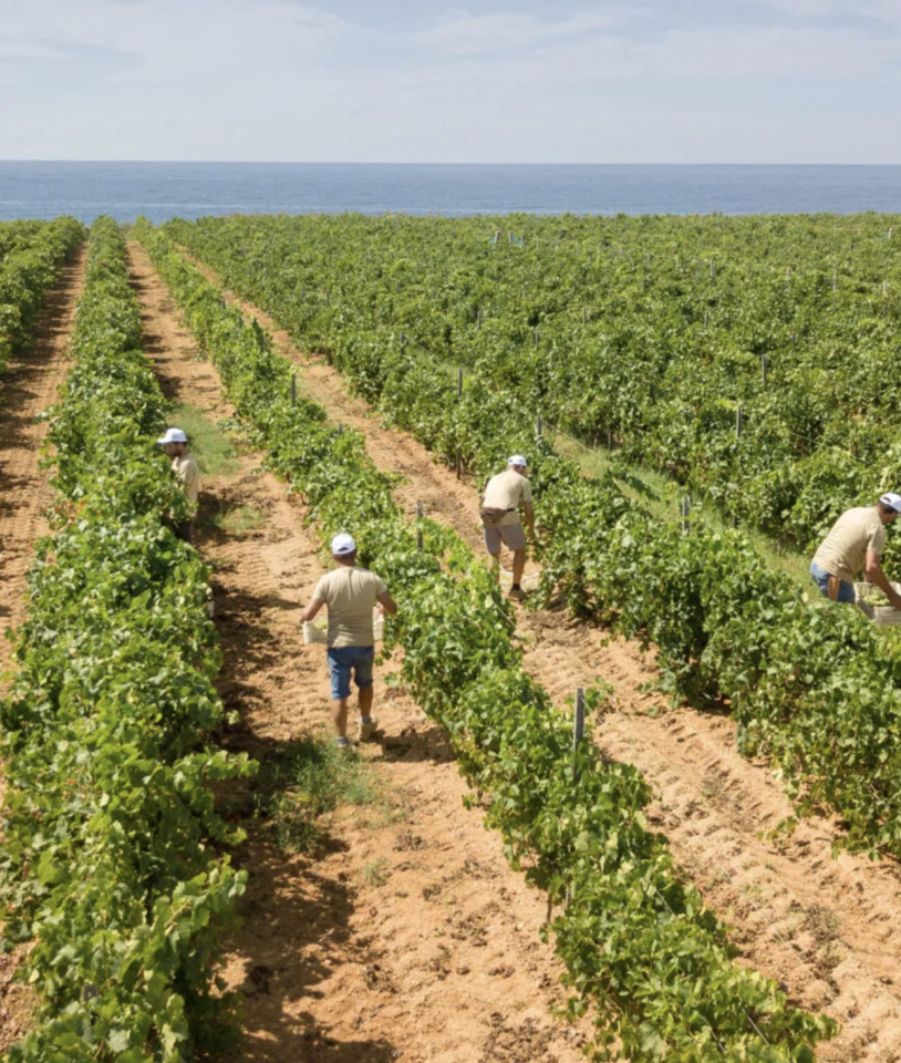 Enolike - La cantina Gorghi Tondi - Sicilia
