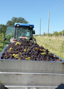 Enolike - Cantina Sosol - Friuli Venezia Giulia