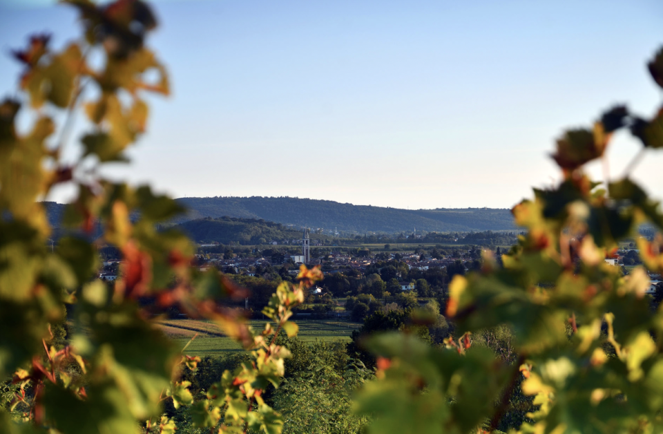 Enolike - San Lurins