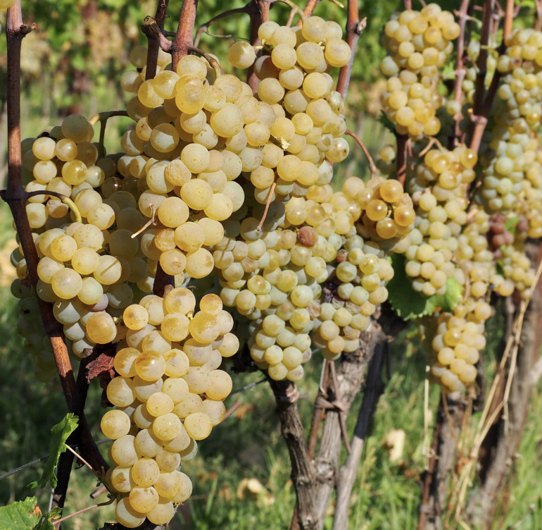 Enolike - San Lurins