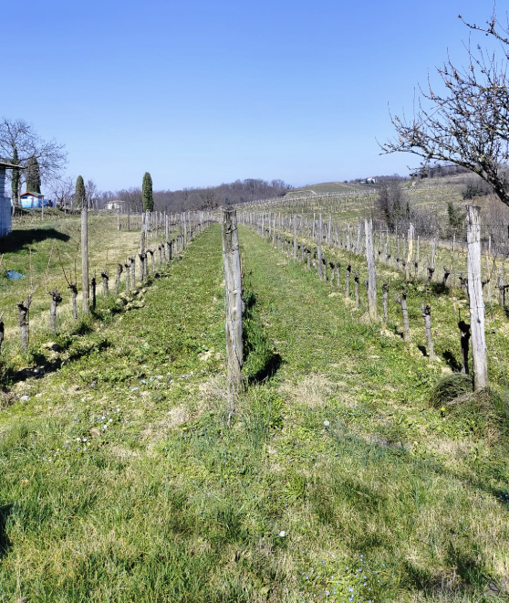 Enolike - Un Rifugio Enologico tra le Colline Friulane