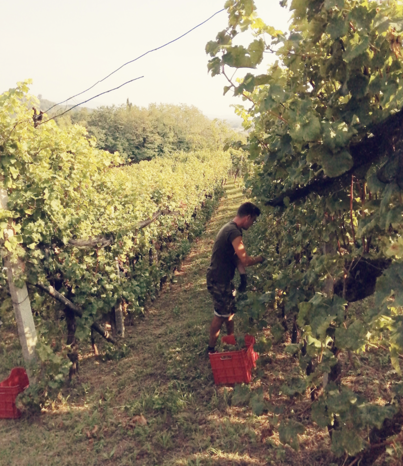 Enolike - Sara & Sara winery